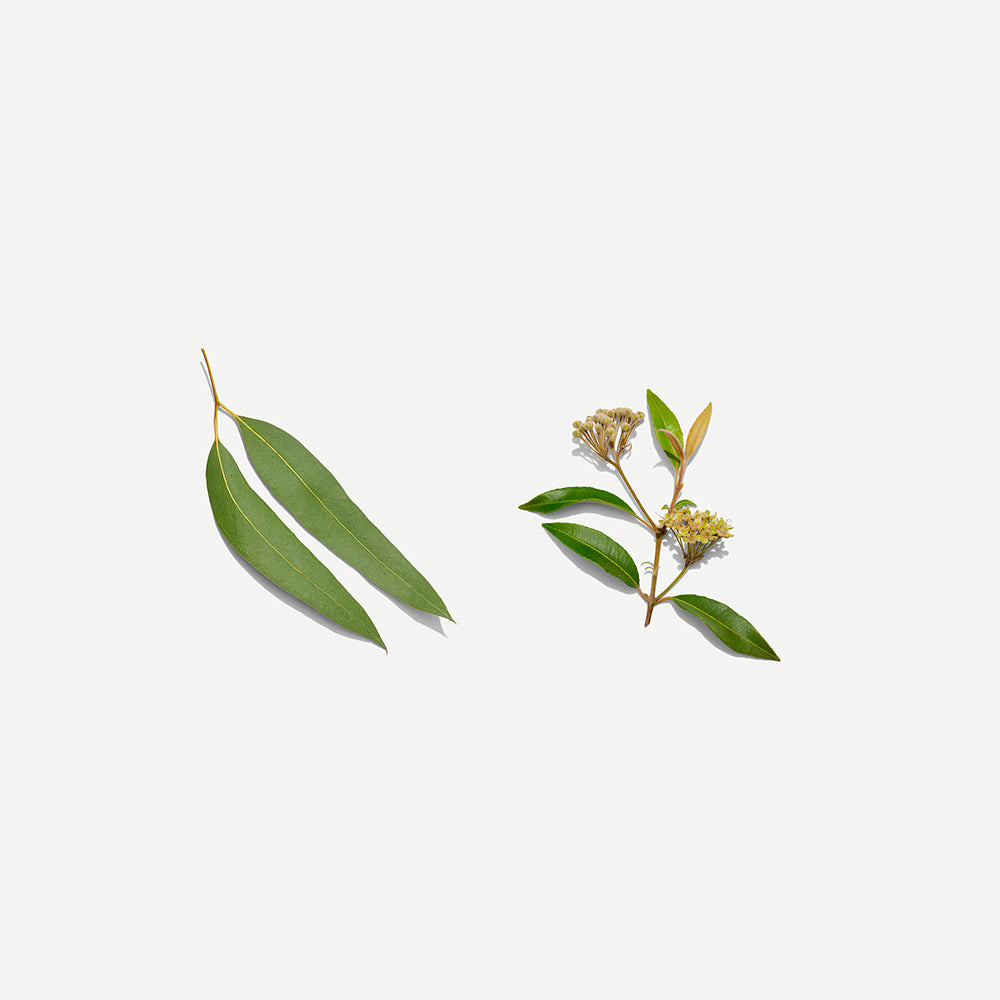 Australian Botanical Tea